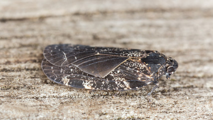 Cixidia confini, Achilidae on wood