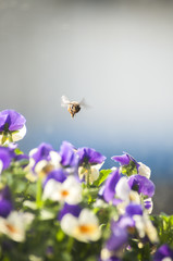 gather honey © Tao Wu