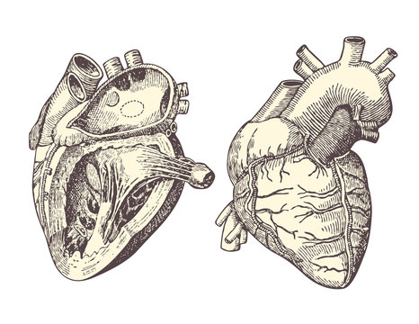 The human heart