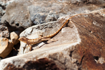 lizard