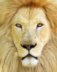 Portrait of white African male lion
