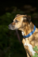 Hund Portrait im Wald