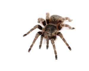 Brazilian Red Tarantula © asbtkb