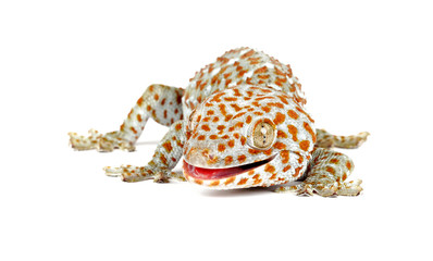 Tokay Gecko on white background