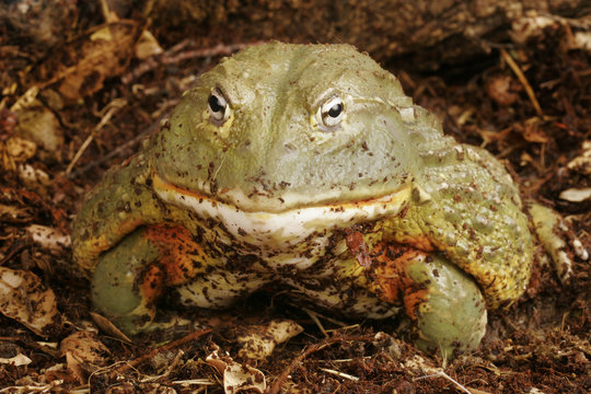 Pixie Frog