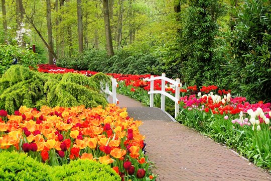 Walkway through spring flowers at Keukenhof Gardens, Netherlands