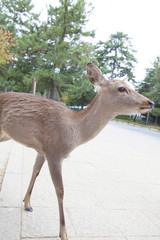 奈良の鹿