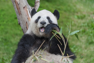 Panda eating bamboo
