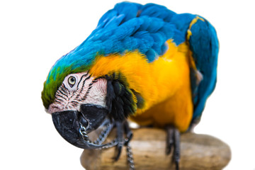 parrot  bird  animal