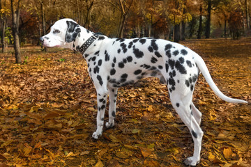 animal dog dalmatian pet