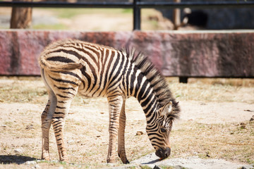 Fototapeta na wymiar Common Zebra, science names 