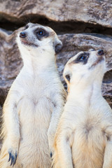 alert meerkat (Suricata suricatta) standing and looking around f