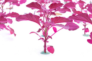 Growing plants without soil.