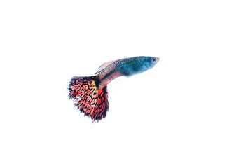 Fototapeta premium guppy fish on white background