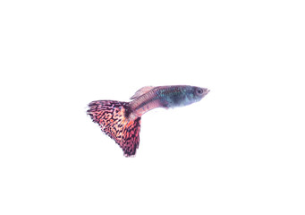 guppy pet fish swimming isolated