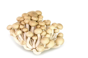 brown beech mushrooms or shimeji mushrooms