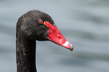 Black Swan