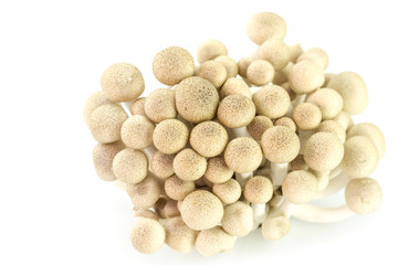 brown beech mushrooms or shimeji mushrooms