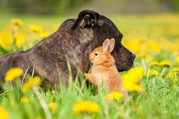 Staffordshire terrier with little rabbit on field with flowers