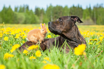American staffordshire terrier with little rabbit on its back