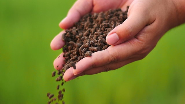 Farmer hand pouring organic dry compost plant fertilizer