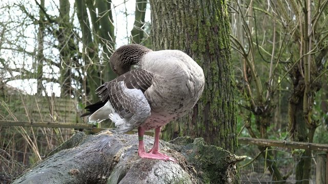 Gans bei der Gefiederpflege