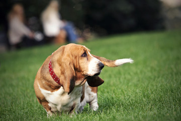 Basset on the grass