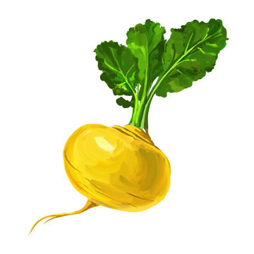 Turnip vector illustration  hand drawn  painted watercolor