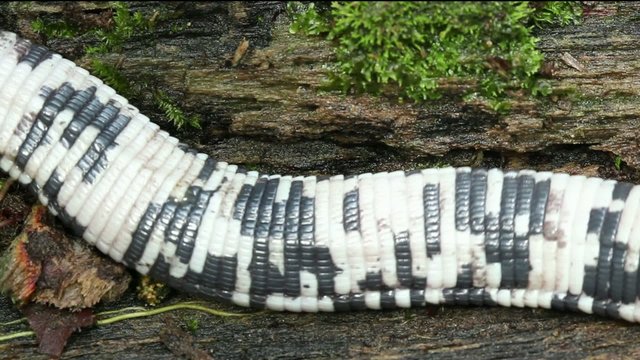 Speckled Worm Lizard (Amphisbaena bassleri), Ecuador