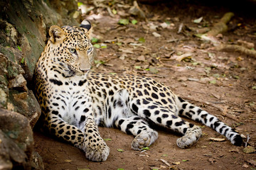 Obraz premium Angry wild leopard