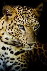 Gardinen Leopardenporträt © art9858