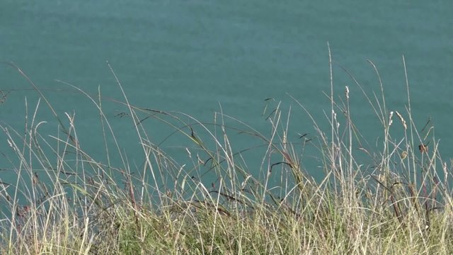 Wind over coastal beach plants sea background
