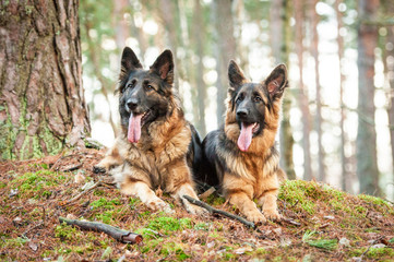 Two german shepherd dogs lying in the park