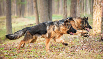 Two german shepherd dogs running in the park