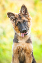 Portrait of funny german shepherd puppy