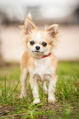 Little chihuahua dog