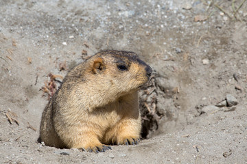 Funny marmot peeking out of a burrow in Ladakh, India