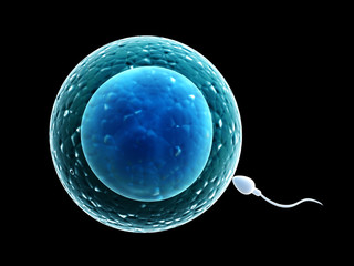 Spermatozoon, floating to ovule - obrazy, fototapety, plakaty