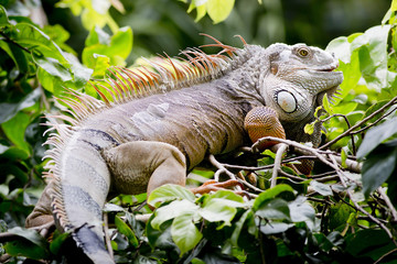 Big Iguana
