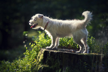 White puppy in the forest