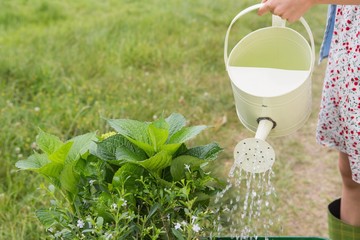 Watering can pouring water over flowers © WavebreakMediaMicro