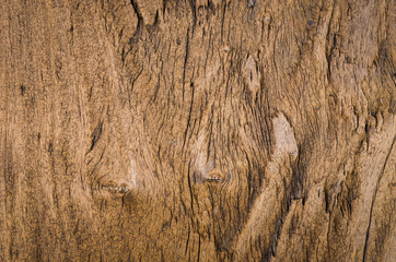 bark wood texture as natural background