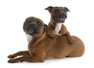 Fototapeta premium Staffordshire bull terriers