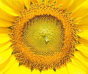 Closeup sun flower