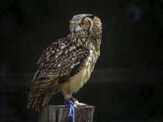 Owl placed on a trunk