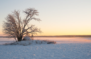 Tree in agricultural landscape in winter at sunset