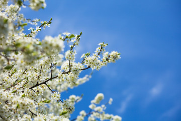 Obraz premium Cherry blossoms over blue sky