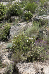 Fototapeta na wymiar Mediterranean shrublands in Guadarrama Mountains, Madrid, Spain