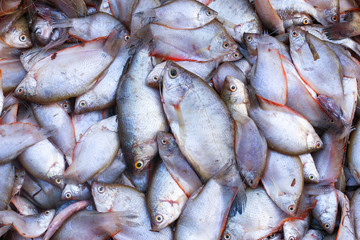 Fish for dinner Food into the body as well.