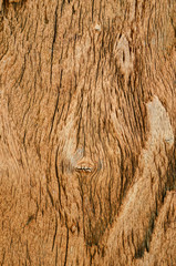 bark wood texture as natural background